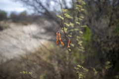 Vachellia constricta