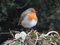 Erithacus rubecula