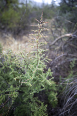 Condalia warnockii