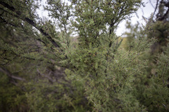 Condalia warnockii