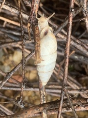 Odontostomidae
