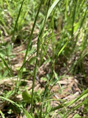 Danthonia intermedia