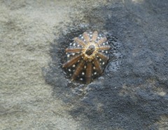 Cellana ornata