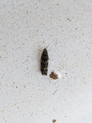 Hydroptilidae