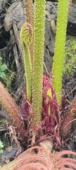 Gunnera manicata