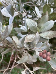 Conocarpus erectus sericeus