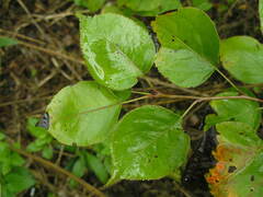 Pyrus ussuriensis