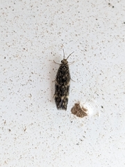 Hydroptilidae