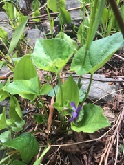 Viola septentrionalis