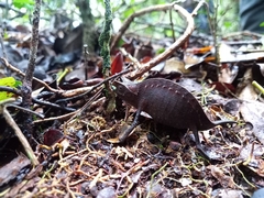 Brookesia superciliaris