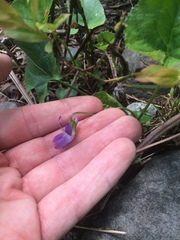 Viola septentrionalis