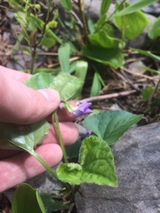 Viola septentrionalis