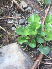 Viola septentrionalis