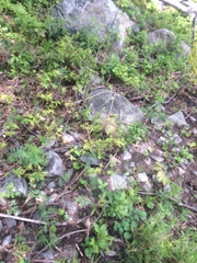 Viola septentrionalis