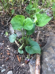 Viola septentrionalis