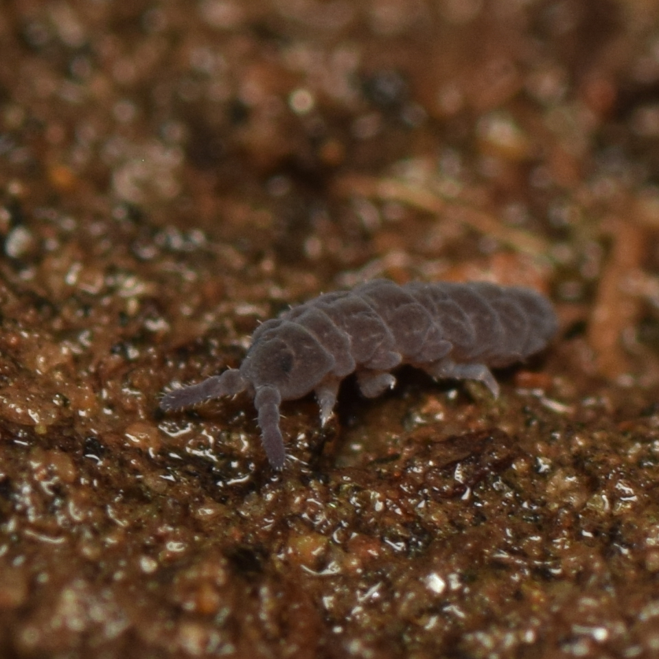 Pseudachorutes aphysus
