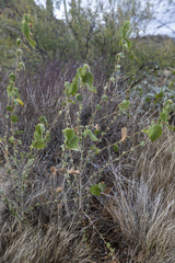 Abutilon abutiloides