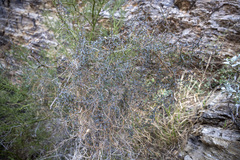 Metastelma arizonicum