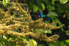 Cinnyris coccinigastrus
