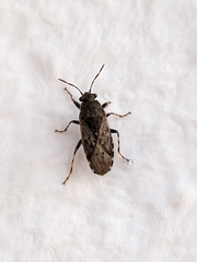 Heterogaster urticae