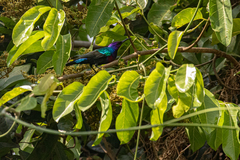 Cinnyris coccinigastrus