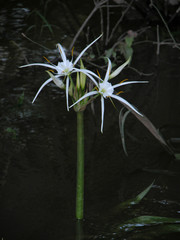 Hymenocallis choctawensis