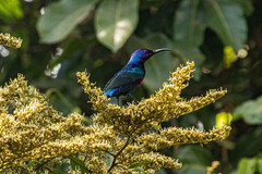 Cinnyris coccinigastrus