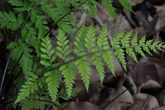 Pityrogramma calomelanos