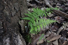 Pityrogramma calomelanos