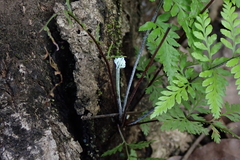 Pityrogramma calomelanos