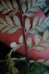 Pityrogramma calomelanos