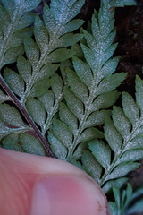 Pityrogramma calomelanos