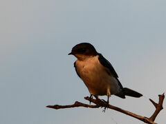 Hirundo leucosoma