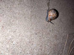 Otala punctata