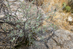 Dalea pulchra