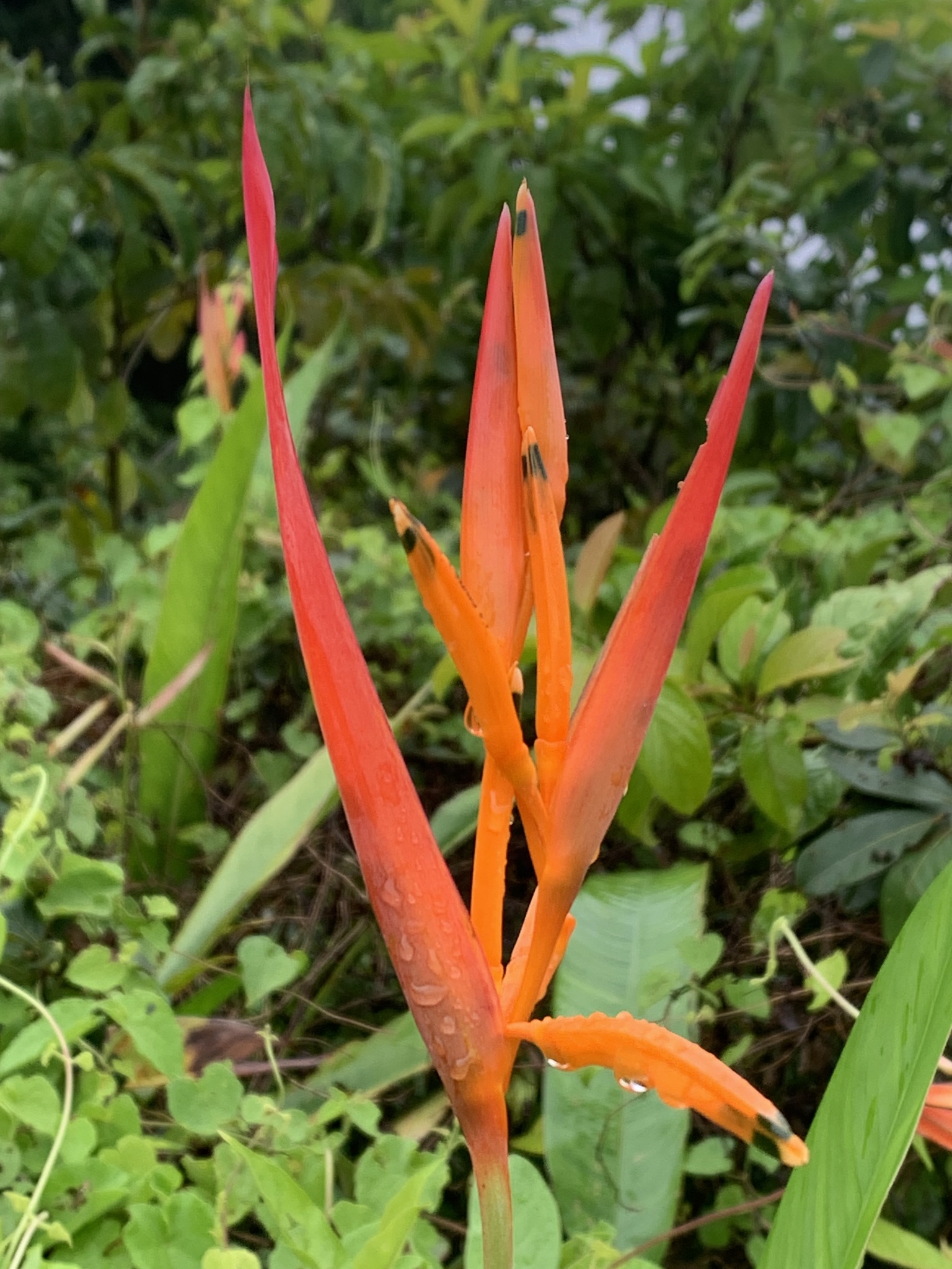 Heliconia psittacorum