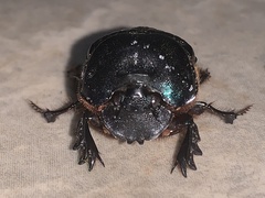 Coprophanaeus