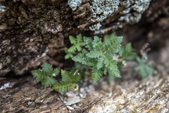 Notholaena standleyi
