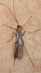 Netelia millieratae