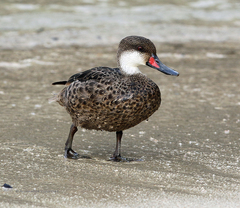 Anas bahamensis galapagensis