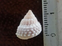 Cenchritis muricatus