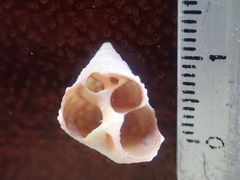 Cenchritis muricatus