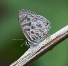 Leptotes pirithous