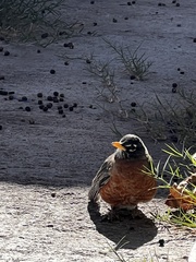 Turdus migratorius