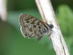 Leptotes pirithous