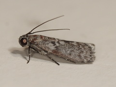 Cryptoblabes hemigypsa