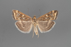 Loxostege munroealis