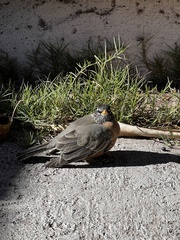 Turdus migratorius