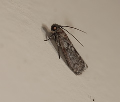 Cryptoblabes hemigypsa