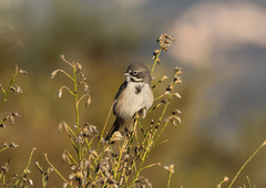 Artemisiospiza belli